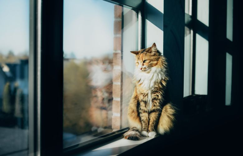 Kat zit bij vast raam 